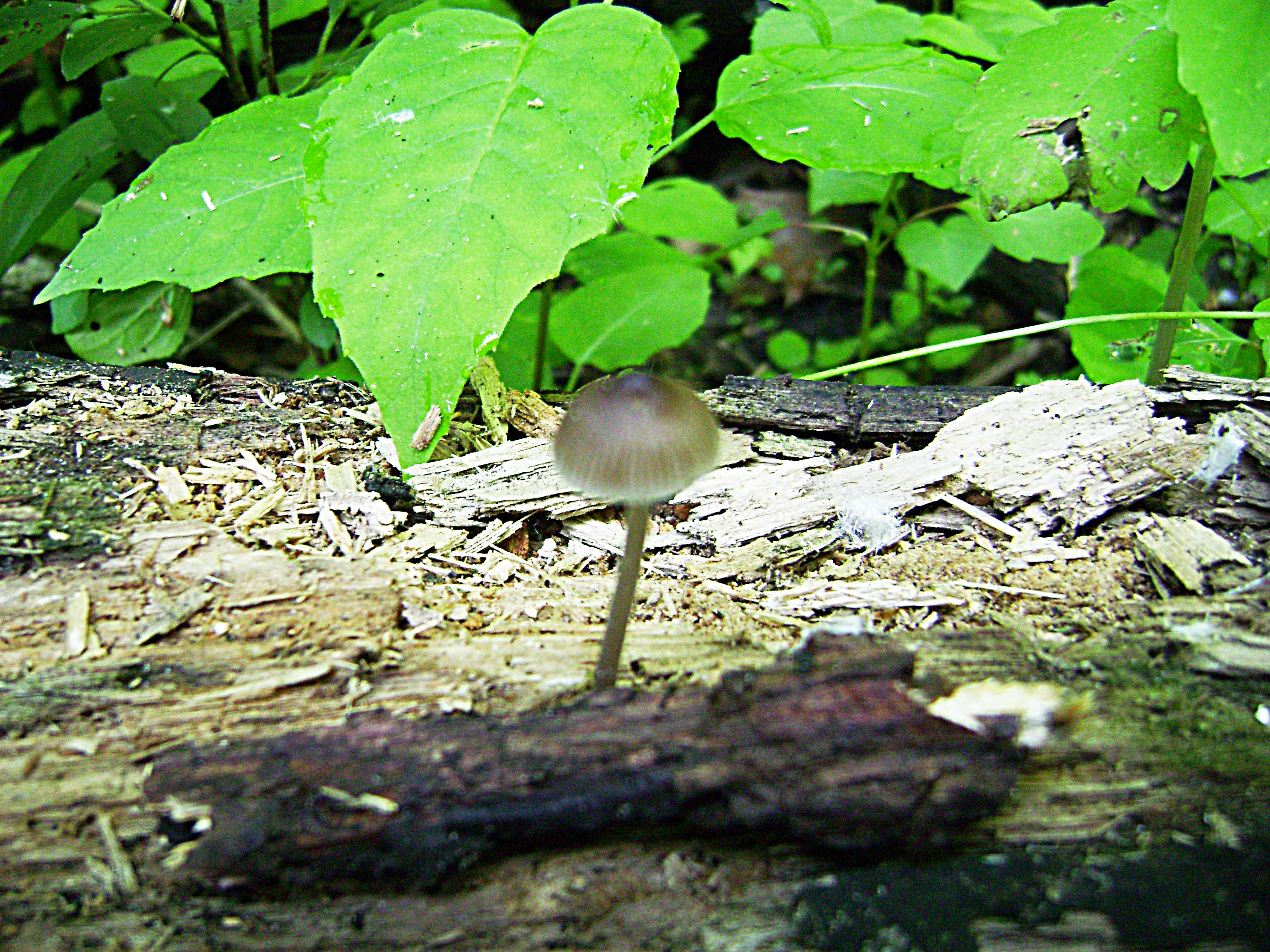Mycena longiseta image