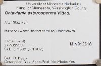 Octaviania asterosperma image