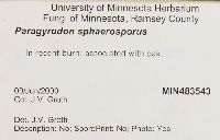 Paragyrodon sphaerosporus image