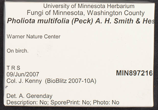 Pholiota multifolia image