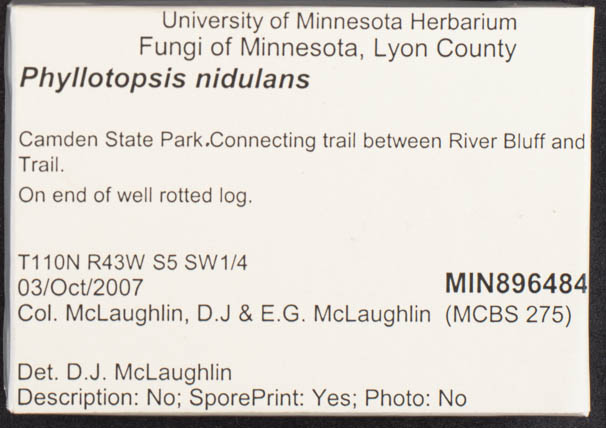 Phyllotopsis nidulans image