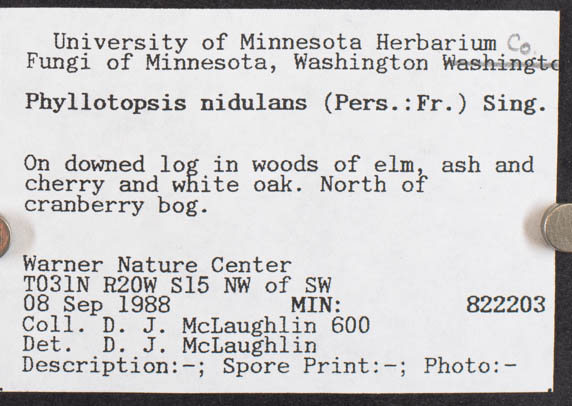 Phyllotopsis nidulans image