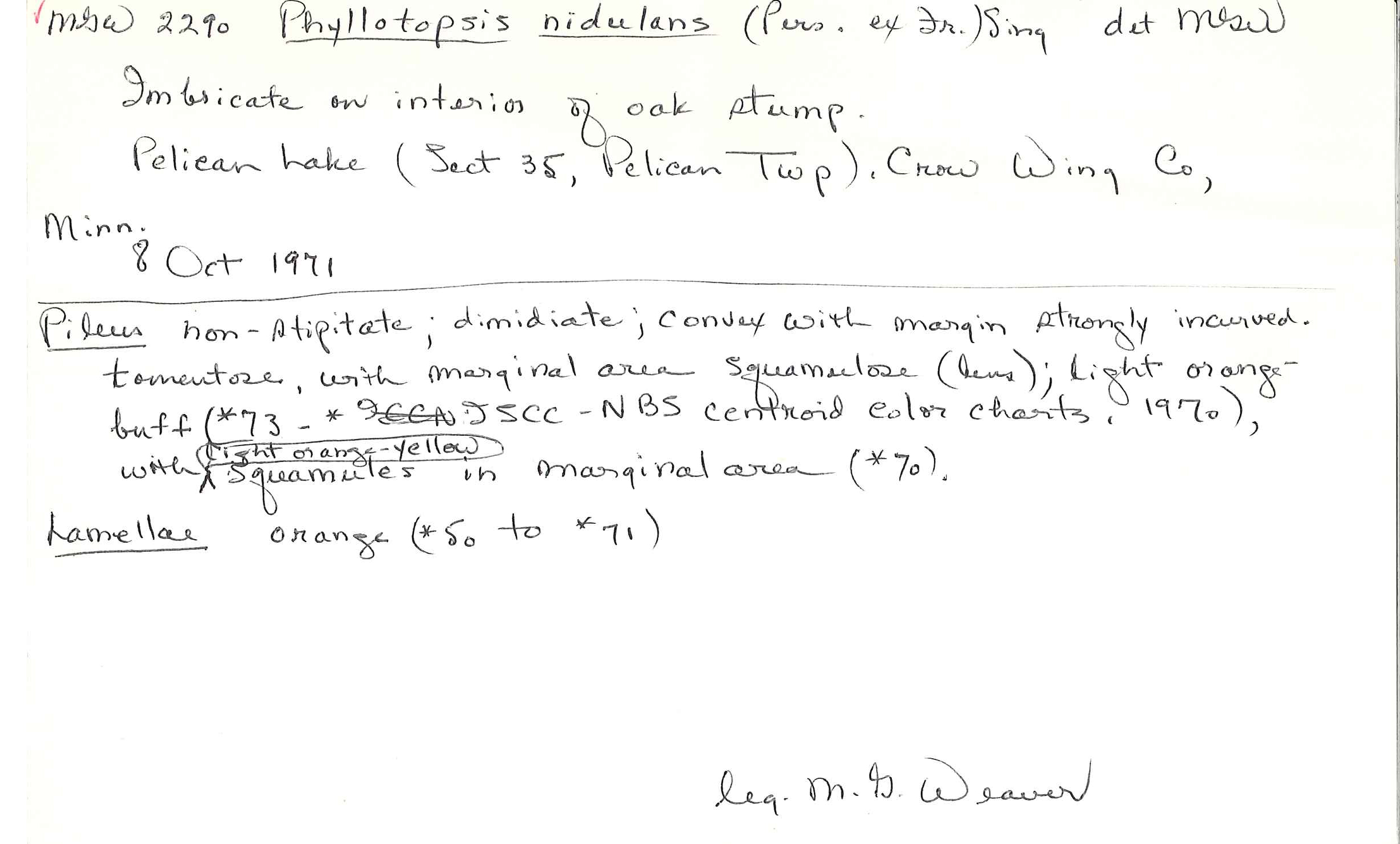 Phyllotopsis nidulans image