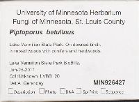 Piptoporus betulinus image