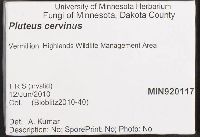 Pluteus cervinus image