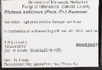 Pluteus salicinus image
