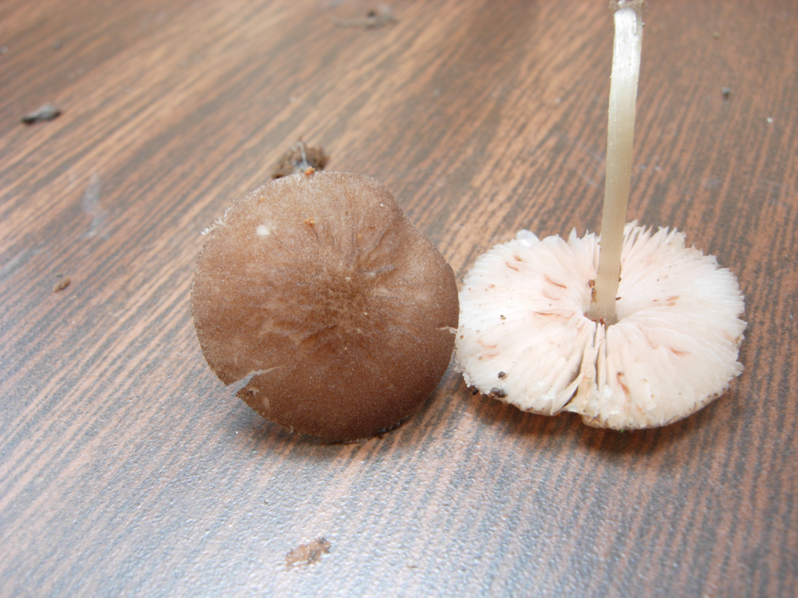 Pluteaceae image