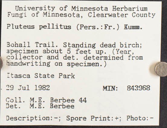 Pluteus pellitus image