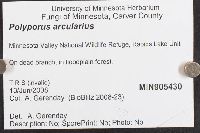 Polyporus arcularius image