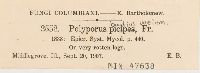 Polyporus badius image