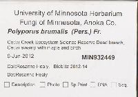 Polyporus brumalis image
