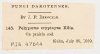 Polyporus cryptopus image