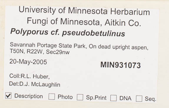 Polyporus pseudobetulinus image