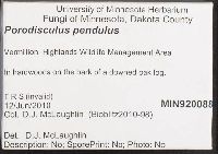 Porodisculus pendulus image