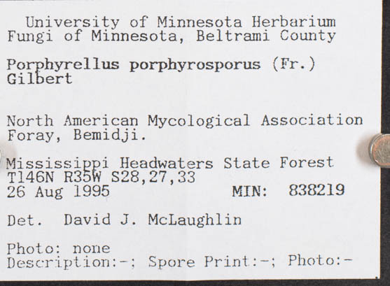 Tylopilus porphyrosporus image