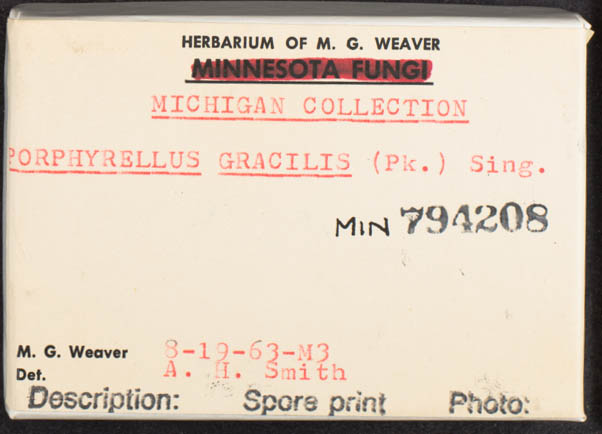 Porphyrellus gracilis image