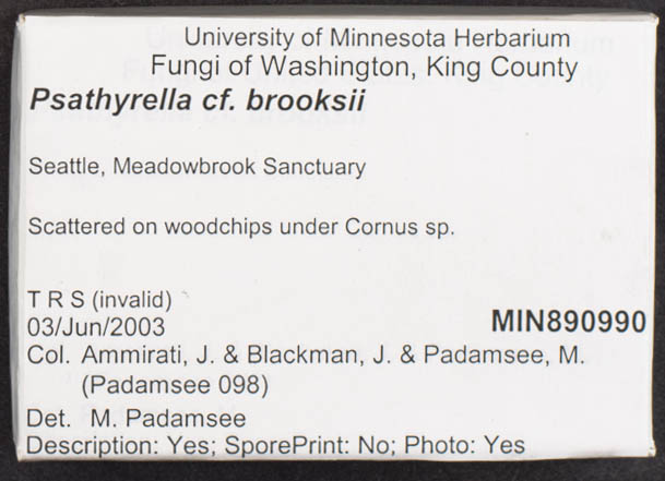 Psathyrella brooksii image