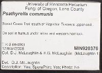 Psathyrella communis image