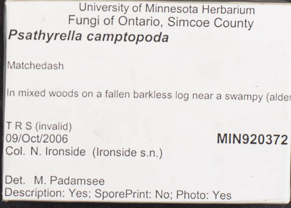 Psathyrella camptopoda image