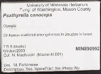 Psathyrella canoceps image