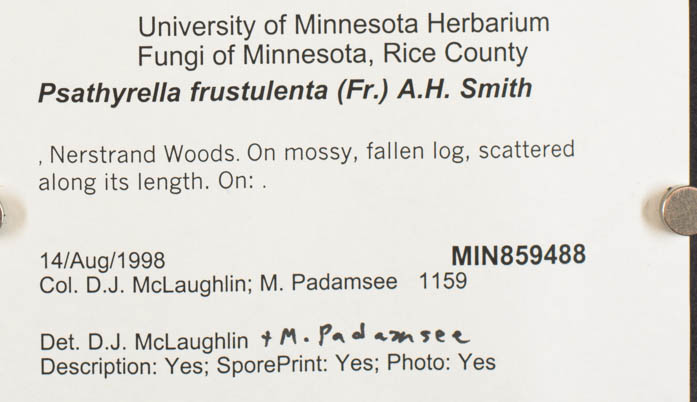 Psathyrella frustulenta image