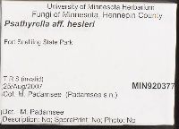 Psathyrella hesleri image