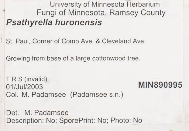 Psathyrella huronensis image