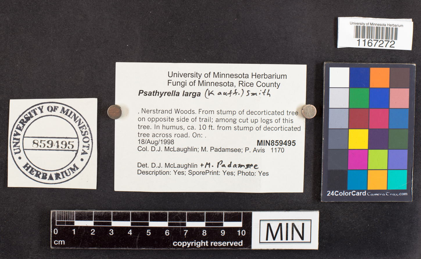 Psathyrella larga image