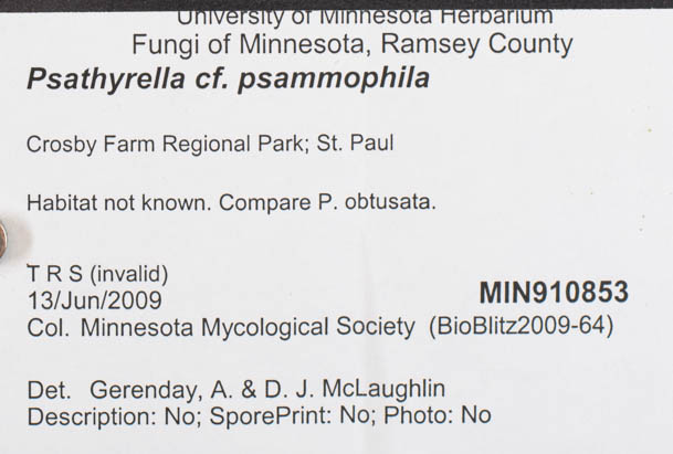 Psathyrella psammophila image