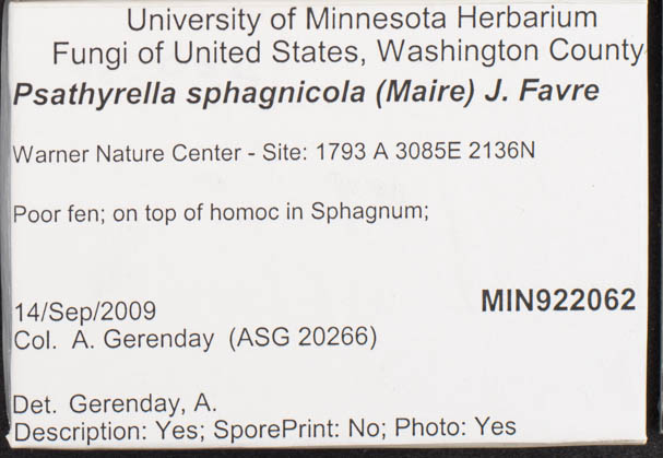 Psathyrella sphagnicola image