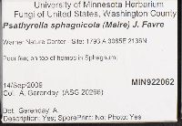 Psathyrella sphagnicola image
