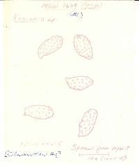 Ramaria apiculata var. brunnea image