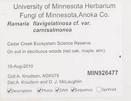Ramaria flavigelatinosa var. carnisalmonea image