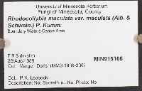 Rhodocollybia maculata image
