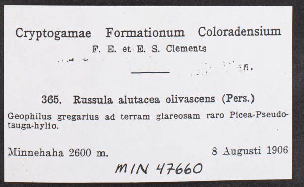 Russula alutacea var. olivascens image