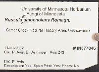 Russula amoenolens image