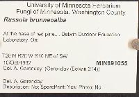 Russula brunneoalba image