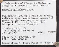 Russula galochroa image