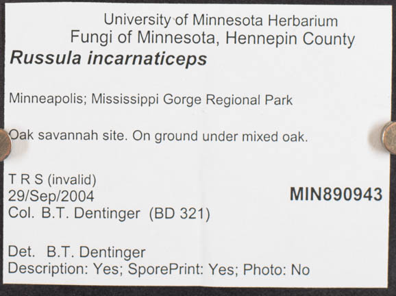 Russula incarnaticeps image