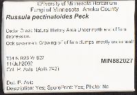 Russula pectinatoides image