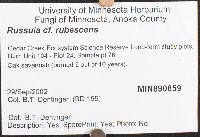 Russula rubescens image