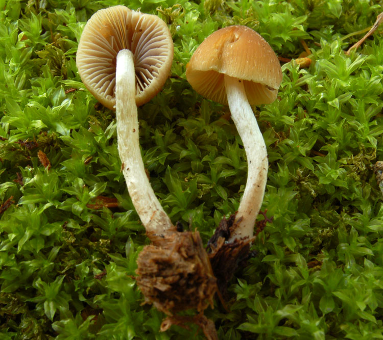 Psathyrella obtusata image