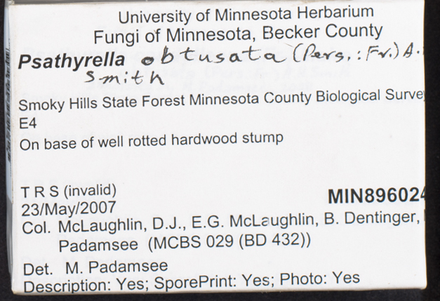 Psathyrella obtusata image