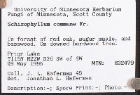 Schizophyllum commune image