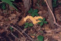 Image of Morchella esculenta