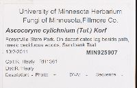 Ascocoryne cylichnium image
