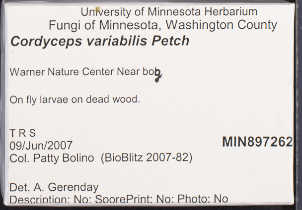 Cordyceps variabilis image