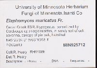 Elaphomyces muricatus image