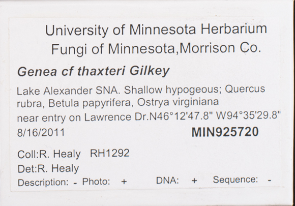 Genea hispidula image