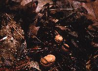 Galiella rufa image